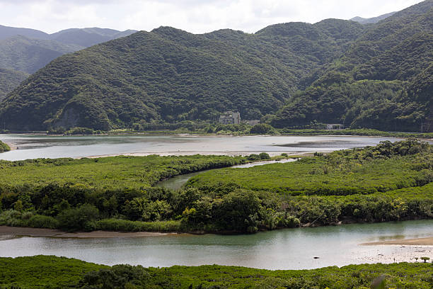 beautiful mangrove primeval forest, middle east of amami oshima island, kagoshima prefecture, northern okinawa islands in japan.