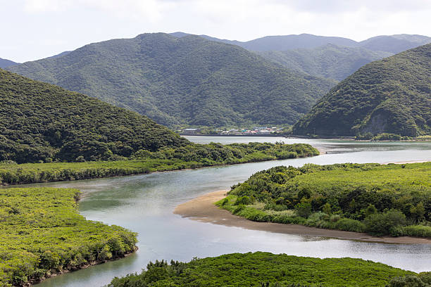 beautiful mangrove primeval forest, middle east of amami oshima island, kagoshima prefecture, northern okinawa islands in japan.