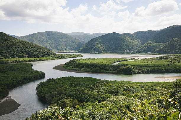 beautiful mangrove primeval forest, middle east of amami oshima island, kagoshima prefecture, northern okinawa islands in japan.