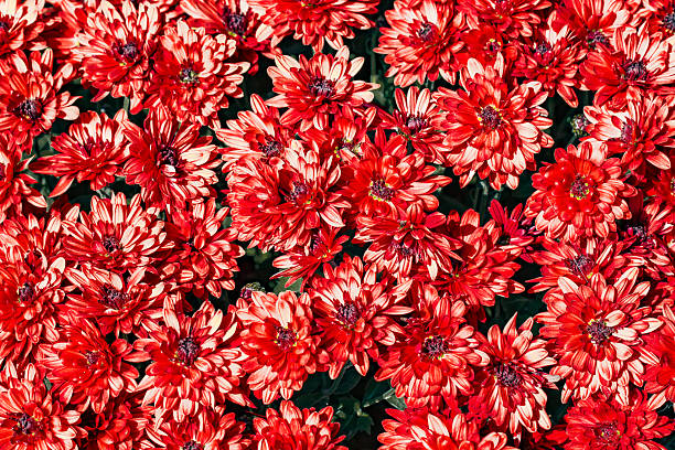 background of flowers with red buds