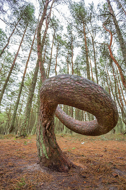 forest with sloping and curved trunks of growing pines swirled shape