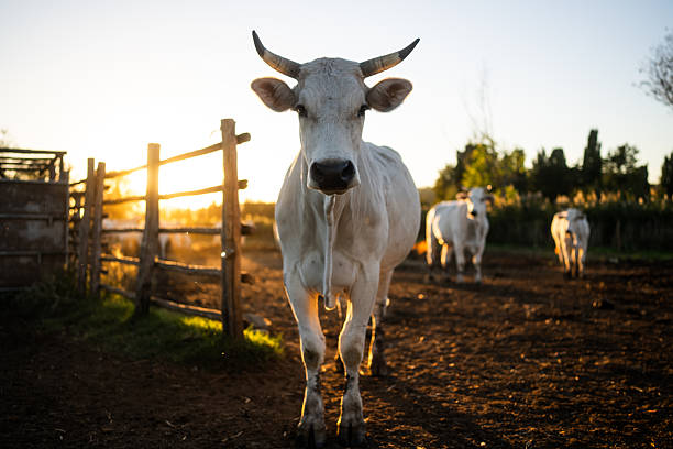 White cow walking toward the camera on a rural farm at sunset, with warm golden light and other cattle in the background. Agricultural and countryside scene representing livestock farming, rural life, animal husbandry, and traditional farming environments.