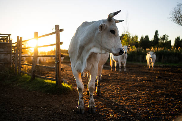 White cow walking toward the camera on a rural farm at sunset, with warm golden light and other cattle in the background. Agricultural and countryside scene representing livestock farming, rural life, animal husbandry, and traditional farming environments.