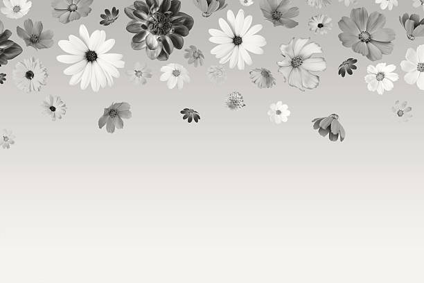 Demonstrating the colors of 2026 - Cloud Dancer. Background of flowers cosmos, dahlias, osteospermum and marigolds. Floral Greeting card.