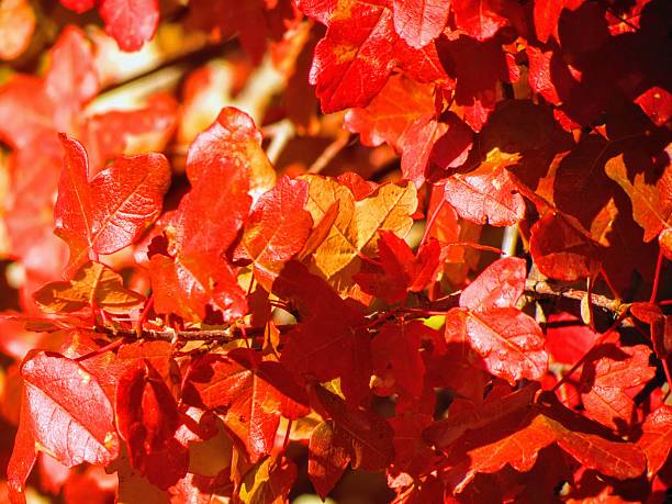 Autumn color leaves