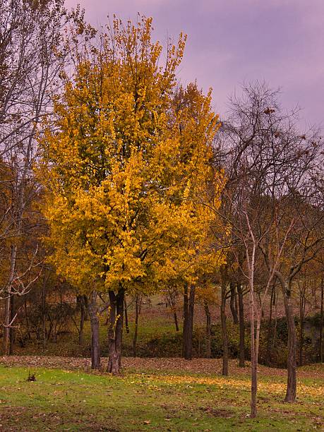 istock Bright yellow tree stands alone in a park during autumn with bare branches in the background and cloudy sky above 2250553551