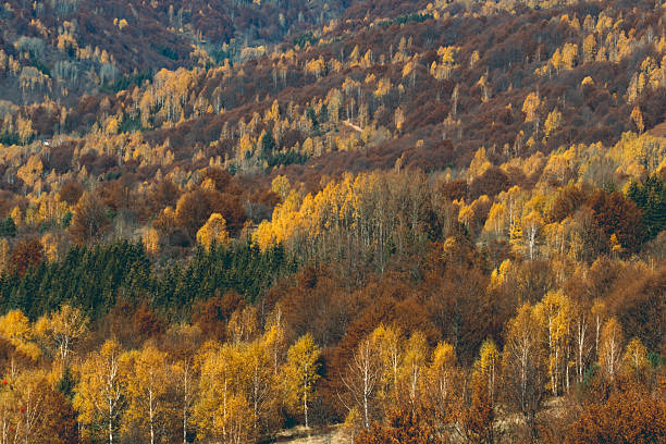 Colorful autumn forest. Yellow, green and red trees.