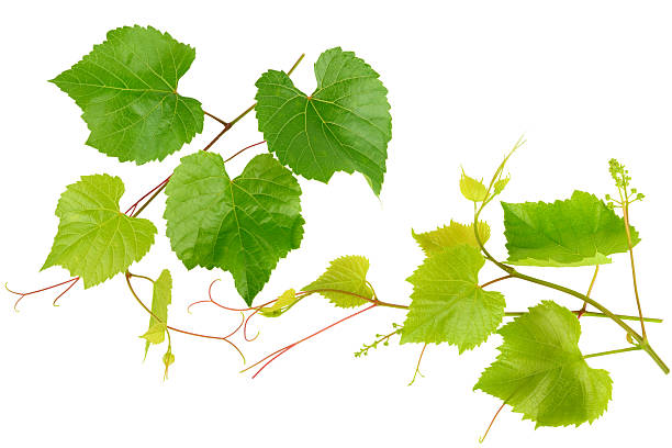 istock Fresh Green Grapevine Leaves and Tendrils Isolated on White Background 2250554499