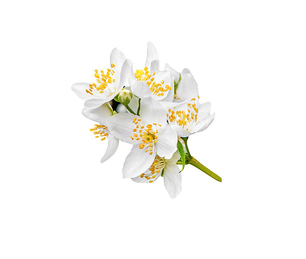 istock Bouquet of jasmine flowers, isolated. 2250556026