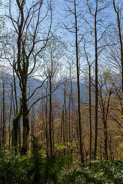 Ivy Covered Trees in Leafless Forest Under Blue Sky. High quality photo