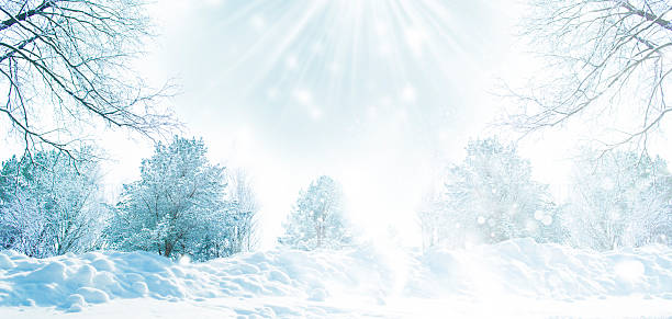 istock tree branches. Winter landscape with sunbeams. Forest with trees covered in snow. 2250557238