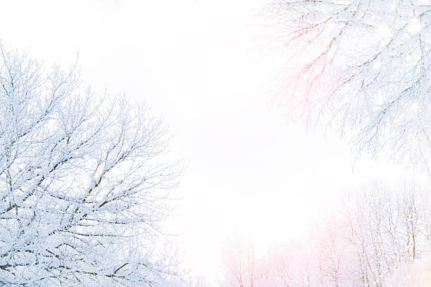 Winter in mountains, close-up of tree branches in snow