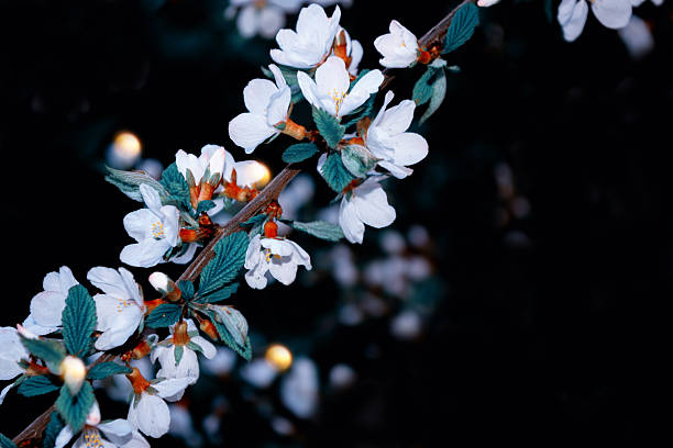 nature. Blossoming branch cherry. Bright colorful spring flowers