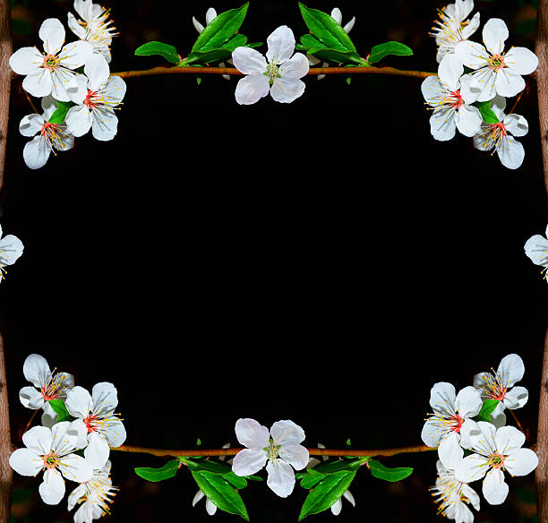Flowering branch of cherry isolated on a black background. nature