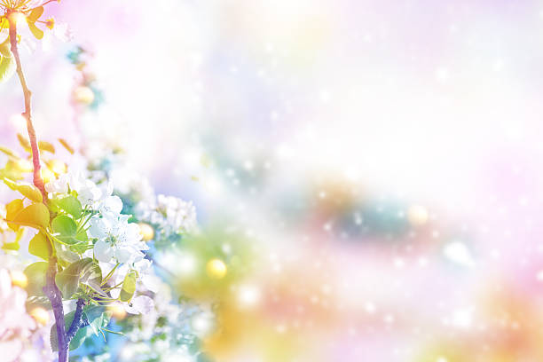nature. Blossoming branch cherry. Bright colorful spring flowers