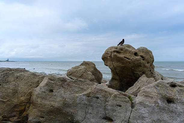 Seabird perched on a rock formation by the ocean. Makhachkala Dagestan Russia.