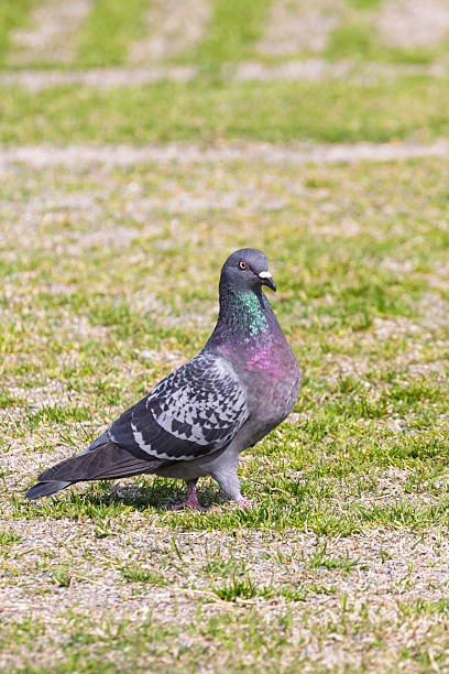 istock Rock Pigeon closeup in Japan 2250558342