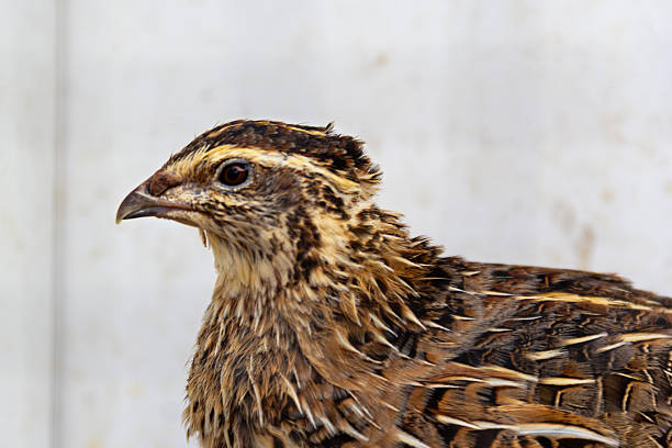 A quail stands calmly, displaying its detailed plumage and unique features. The bird is set against a plain backdrop, highlighting its intricate markings.