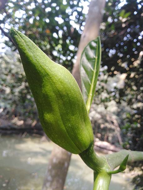 istock Young jackfruit bud in the tree. Jackfruit young raw food. 2250561650
