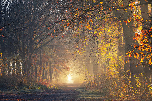 istock Autumn alley between old trees 2250563322