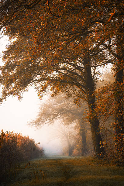 istock Ethereal sunrise with beautiful trees, autumn landscape 2250563486