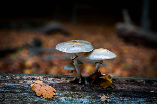 Mushrooms on a dead bark in the forest