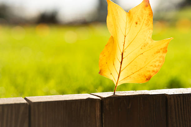 istock Single Yellow Leaf on Wooden Fence 2250564535