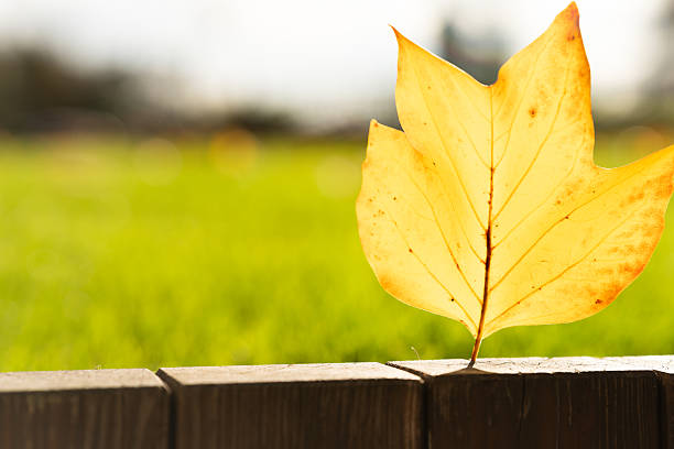 A bright yellow autumn leaf stands upright on a wooden fence with a blurred green background. Suitable for illustrating seasonal change, nature themes, or autumn concepts in visual projects.