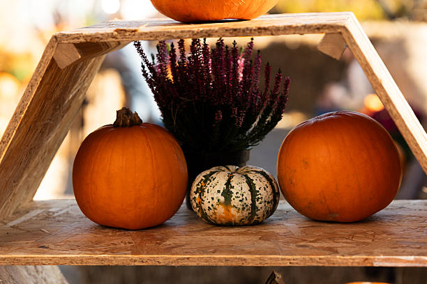 istock Pumpkins and Decorative Gourd on Wooden Shelf 2250564573