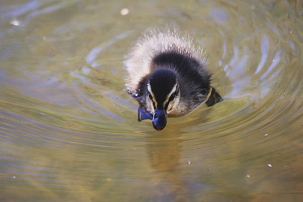 A swimming baby duck
