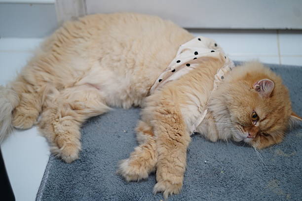 istock Cozy ginger cat in polka dot outfit relaxing on soft floor mat with calm expression and fluffy fur in a serene indoor environment 2250565003