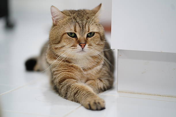 istock Beautiful Fluffy Cat Lying Comfortably on White Floor with Relaxed Expression and Paws Stretched Out Near Clean Cabinet in Modern Home Setting 2250565408
