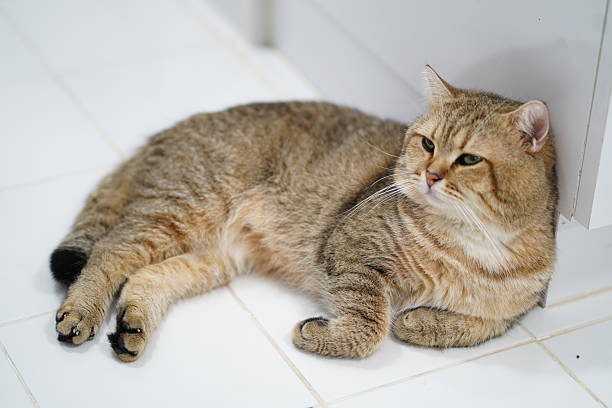 istock Cozy Domestic Cat Relaxing on Tiled Floor in a Bright and Comfortable Home Setting, Capturing a Serene Moment of Feline Contentment and Peace 2250565761