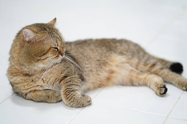 istock Relaxed Tabby Cat Lying on White Tile Floor in Cozy Indoor Setting, Enjoying Peaceful Moment of Leisure and Comfort in Domestic Environment 2250565932