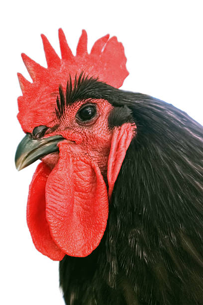 istock Black australorp cock close up. 2250567252