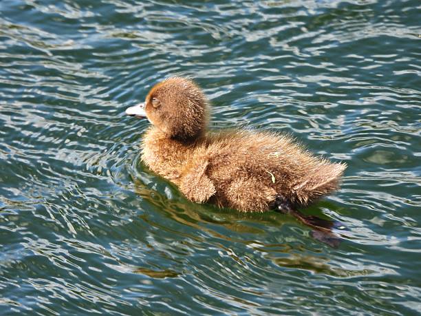 A young red knobbed coot swims around in a lake which is polluted and full of green algae.