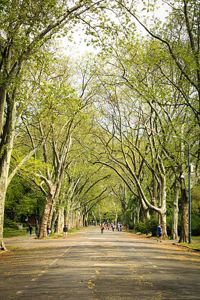 istock road with avenue lined with mature London Plane trees 2250574877