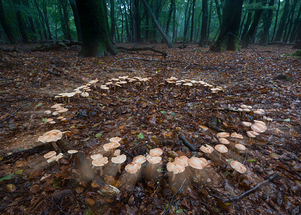 Fairy Ring of Mushrooms in Dark Forest. High quality photo. A large circular group of mushrooms forming a fairy ring on a damp forest floor. Dark green trees in the background and a mystical atmosphere after rain.