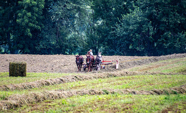 istock Horses Pulling a Plow During Harvest Time in a Rural Countryside Field 2250575521