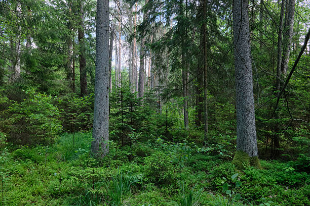 istock Dense mixed forest with lush understory and natural vegetation in summer light 2250579252