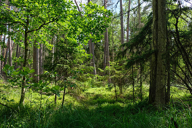 istock Dense mixed forest with lush understory and natural vegetation in summer light 2250579644