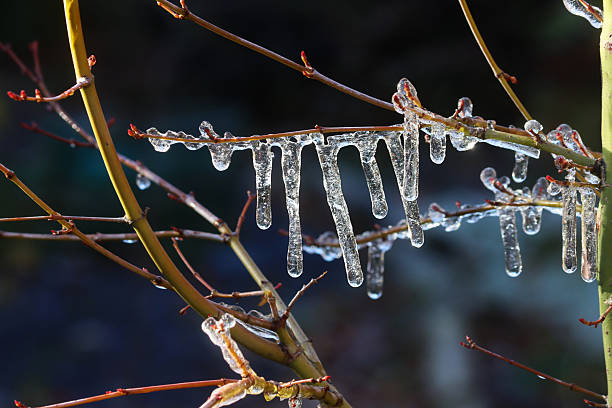 istock Close-up image of backlit bare maple tree branch and twigs covered with thick coating of frozen water, melting ice and icicles hanging from tree in winter garden, water dripping, dark background, focus on foreground 2250579755