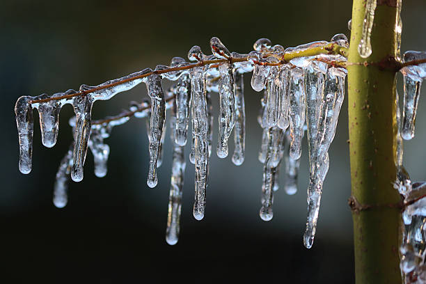 Stock photo showing winter scene with close-up view of bare tree branch and twigs covered in ice with hanging icicles.