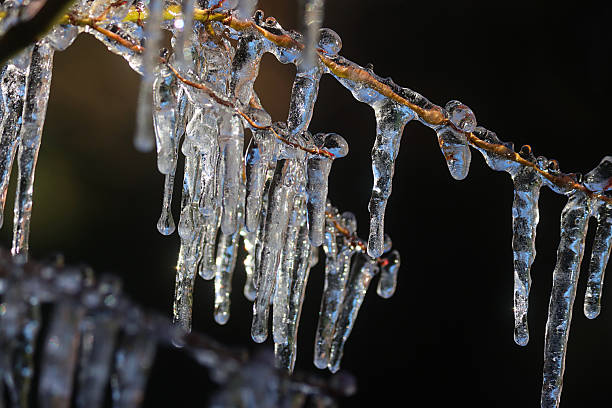Stock photo showing winter scene with close-up view of bare tree branch and twigs covered in ice with hanging icicles.
