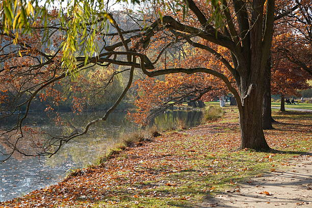 istock Stromovka park during autumn season in Prague 2250583968