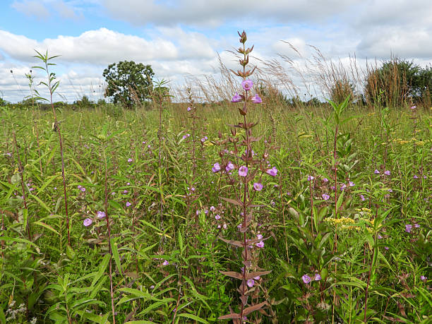 istock Agalinis auriculata Earleaf False Foxglove Wildflower Blooming in Midwestern Prairie 2250585430
