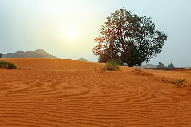 Sahara desert landscape with a lone tree on rippled sand under a bright sky