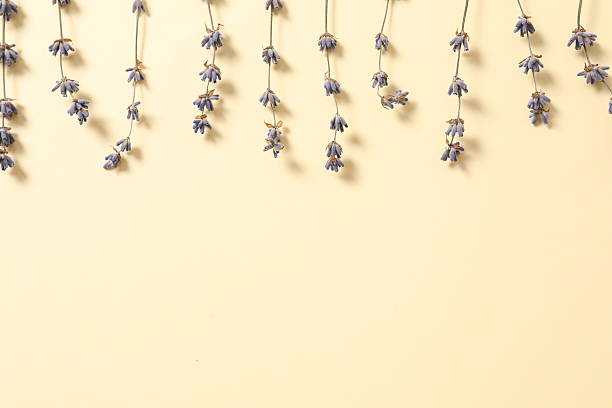 Dry lavender flowers on a colored background