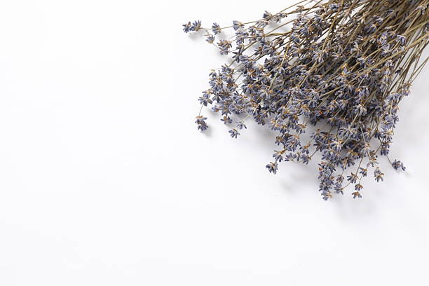 istock Dry lavender flowers on a white background 2250589043
