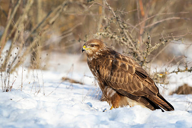 Common Buzzard Buteo buteo Standing in the Snow During Winter Close-up.